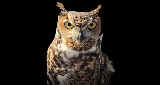 [Tallado en piedra de Qingtian] Heredero no genético nacional posterior a los 90 y el búho más 